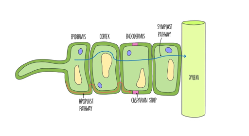 Water transport pathways in plant roots Diagram illustrating the pathways of water transport in plant roots showing the apoplast pathway symplast pathway Casparian strip and connection to the xylem