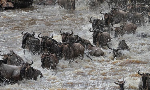 Wildebeest crossing the Mara River, Serengeti