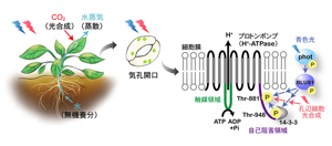光によってプロトンポンプが活性化し、気孔が開くしくみを解明&minus;高いCO2吸収力をもつ植物の開発に期待&minus;｜東京理科大学