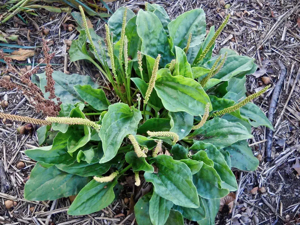 common plantain