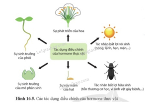 Khái niệm hormone - Vai trò của hormone