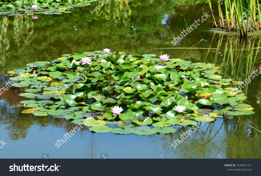 Aquatic hydrophyte plants (water lilies) adapted to waterlogged conditions