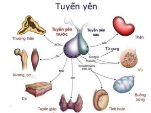 Các hormone sinh ra từ tuyến yên | Vinmec
