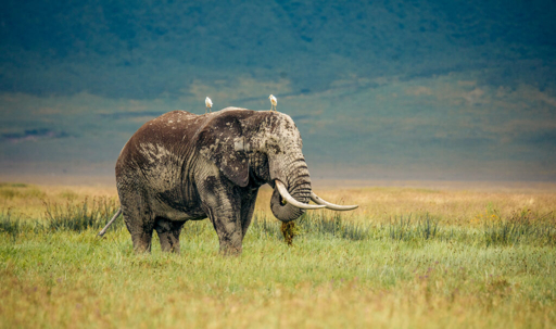 Ngorongoro elephant