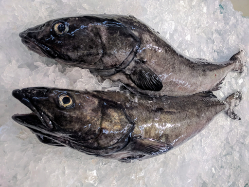 Two whole sablefish on crushed ice