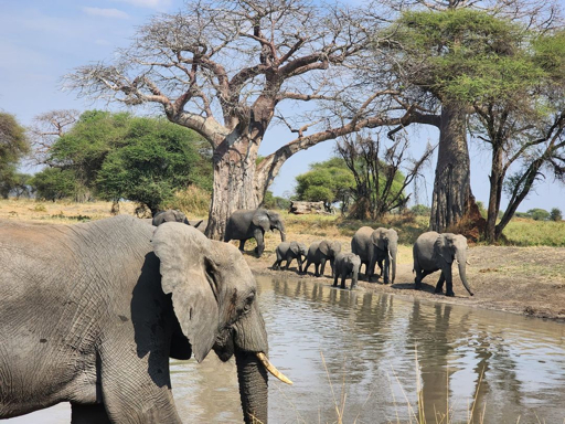 Tarangire wildlife