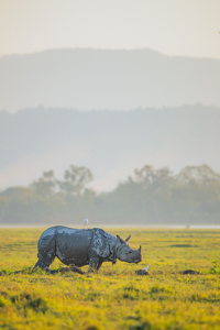 Misty Kaziranga grassland with a rhino