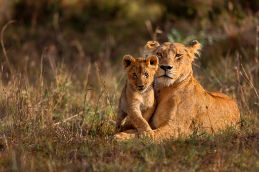 Tanzania Serengeti wildlife