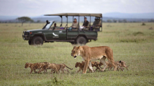 Serengeti lioness and cubs