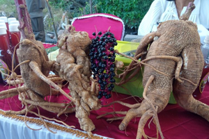 Cerita Hadi Sukses Tanam Ginseng Merah, Beli 2.500 Benih ...