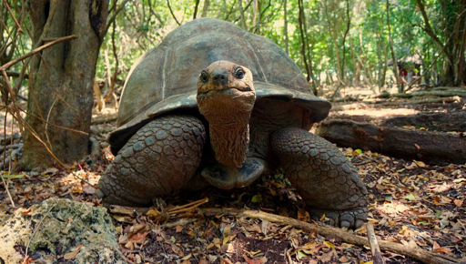 Giant tortoise on Prison Island, Zanzibar