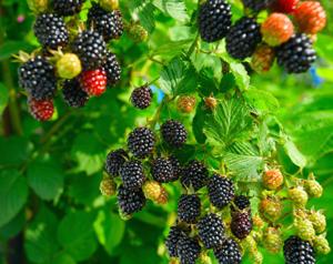 Hướng trồng Blackberry - Tìm hiểu cách trồng ...