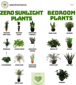 6 Overlooked Plants That Can Survive In The (Almost) Dark ...