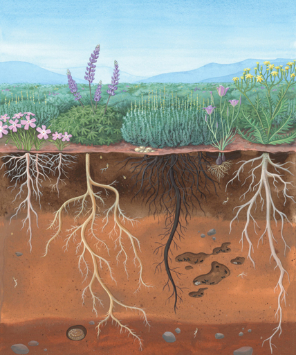 Illustration of a soil seed bank beneath a plant community