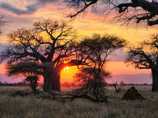 Baobab tree silhouetted against a sunset in Tarangire National Park