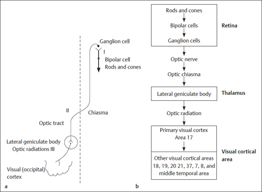 Visual pathway diagram