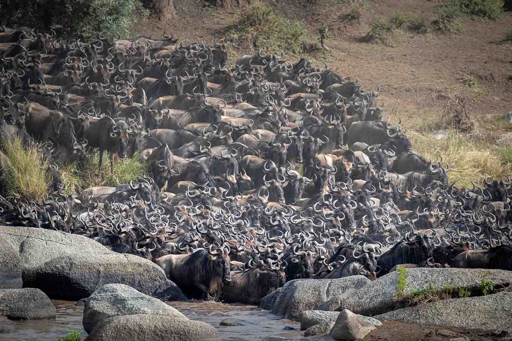 Serengeti Great Migration calving season