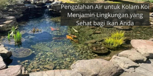 Pengolahan Air untuk Kolam Koi Menjamin Kesehatan Lingkungan