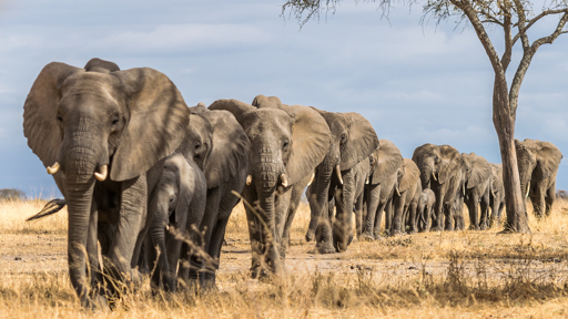 Tarangire elephant herd walking