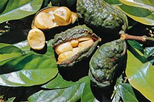 Cola nitida | Nhà máy | Britannica