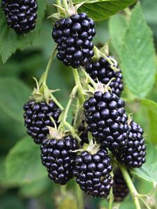 Nhà máy Natchez Blackberry - Vườn ươm và vườn nho của Ison