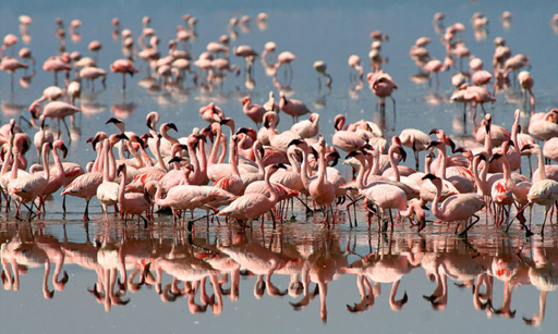 Ngorongoro flamingos photography