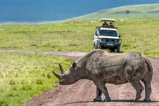 Ngorongoro wildlife