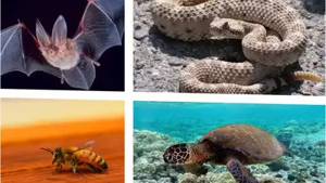 The advanced senses animals use to navigate their world ...