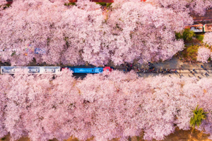 Cherry blossoms over path