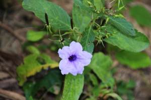 9 Manfaat Daun Kencana Ungu, Atasi Diabetes hingga Diare