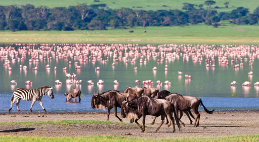 Ngorongoro crater floor safari