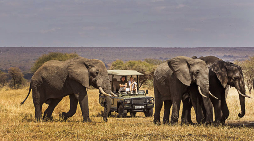 Elephant herd near a safari vehicle in Tarangire National Park