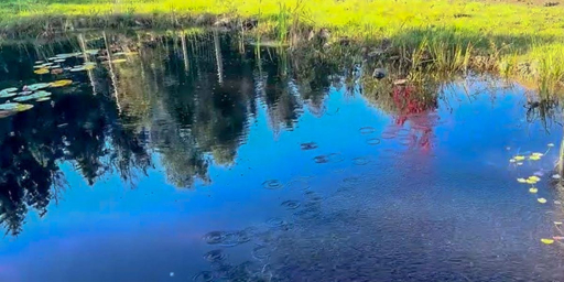 Comment éviter la vase dans un bassin