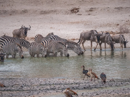 Tarangire zebra and wildebeest