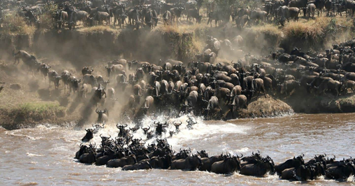 Serengeti Great Migration