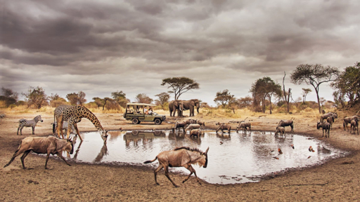 Tarangire wildlife safari