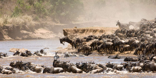 Serengeti Great Migration river crossing