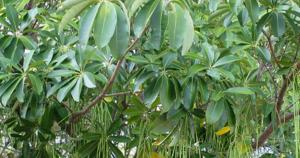 Mengenal Tanaman Pulai: Asal Usul, Manfaat dan Mitos yang ...