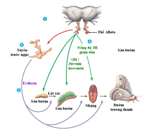 Các nhân tố ảnh hưởng đến sinh trưởng và phát triển ở động vật