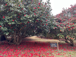 Camellia flower garden