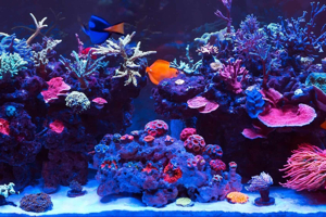 Saltwater Aquarium: Complete Set Up Guide in 8 Steps ...