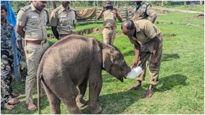 Tamil Nadu forest officials adopt baby elephant rejected by ...