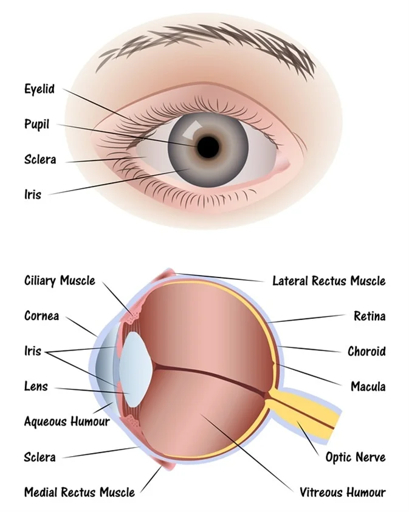 External view and cross-section of the eye
