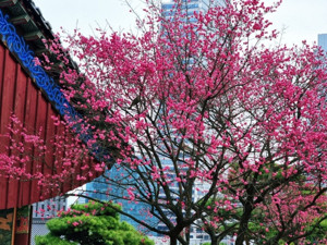 Plum blossoms at Changdeokgung