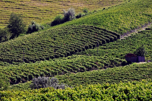 Vigne del Monferrato