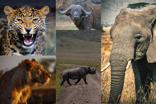 Ngorongoro Big Five collage