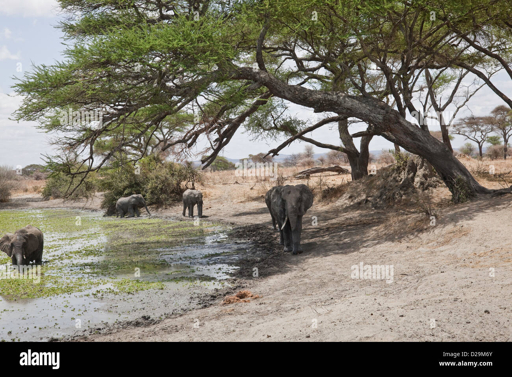 Tarangire elephants watering hole
