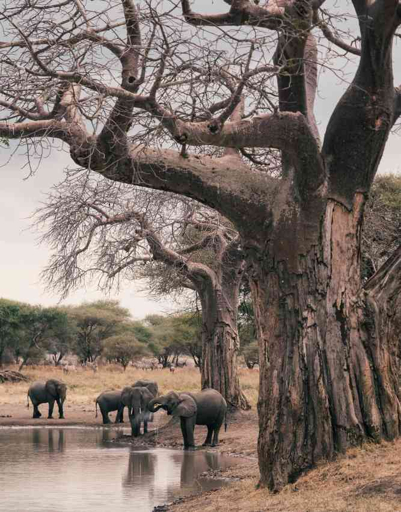 Tarangire landscape