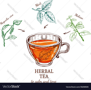 Herbal tea sketch recipe Royalty Free Vector Image