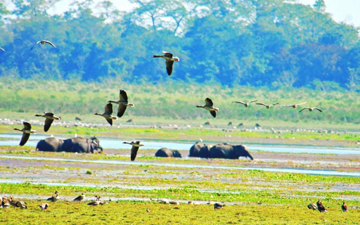 Kaziranga wetlands with rhinos and birds